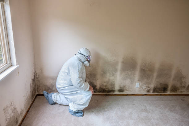 Best Attic Mold Removal  in Maineville, OH