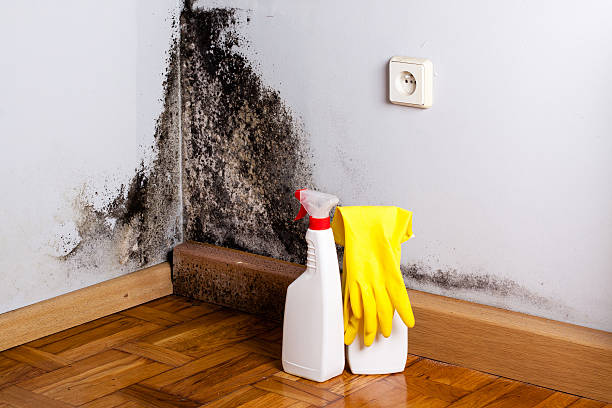 Best Attic Mold Removal  in Maineville, OH