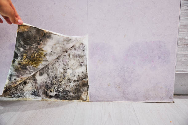Mold Testing and Removal in Maineville, OH